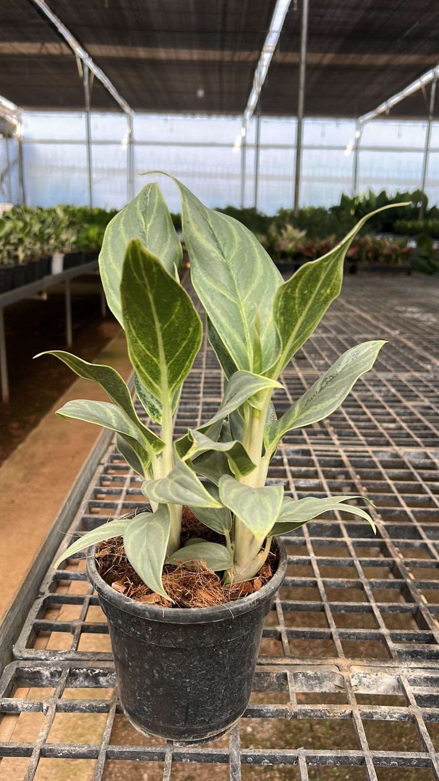 Aglonema