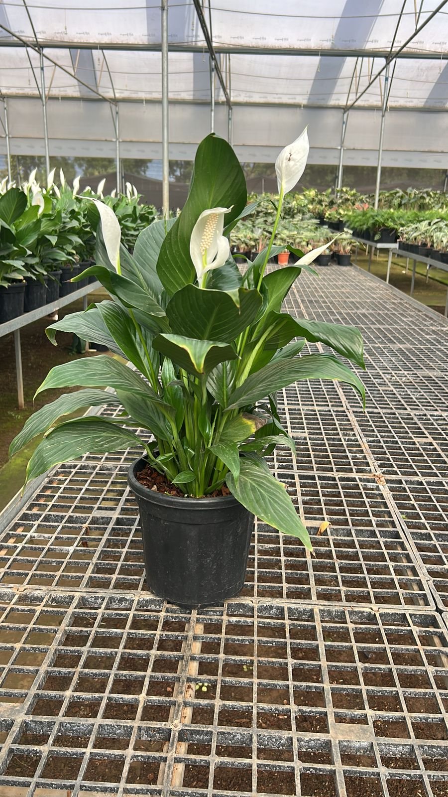Peace lilly
