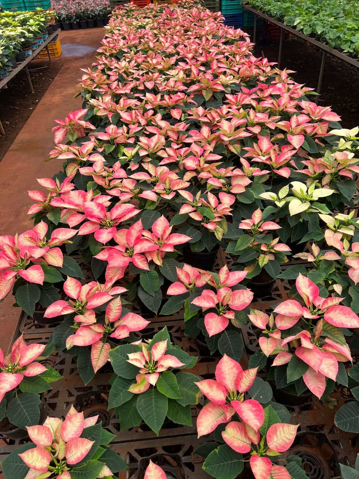 Variegated ponsitia-567743965