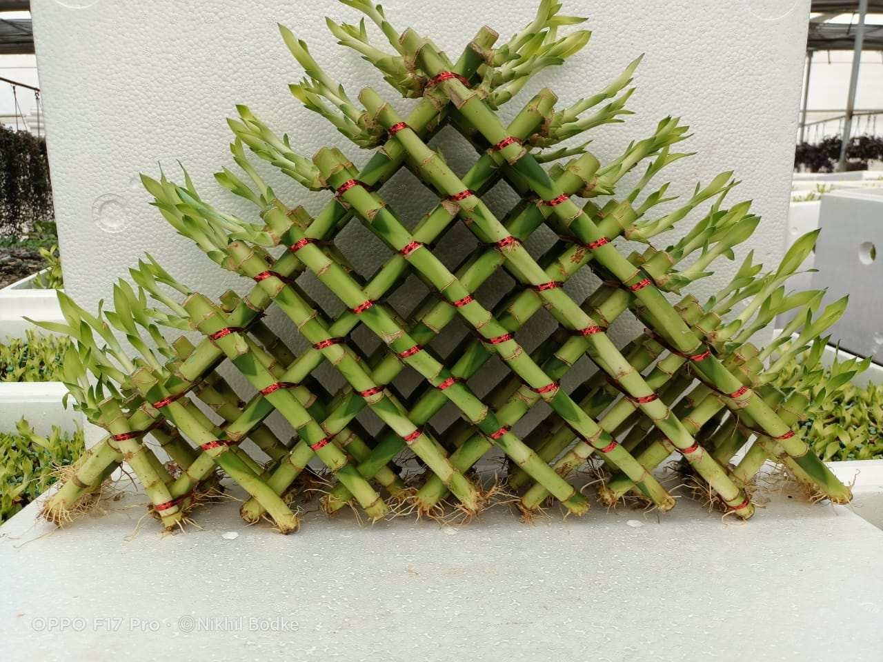 Pyramid Lucky Bamboo-1197334054