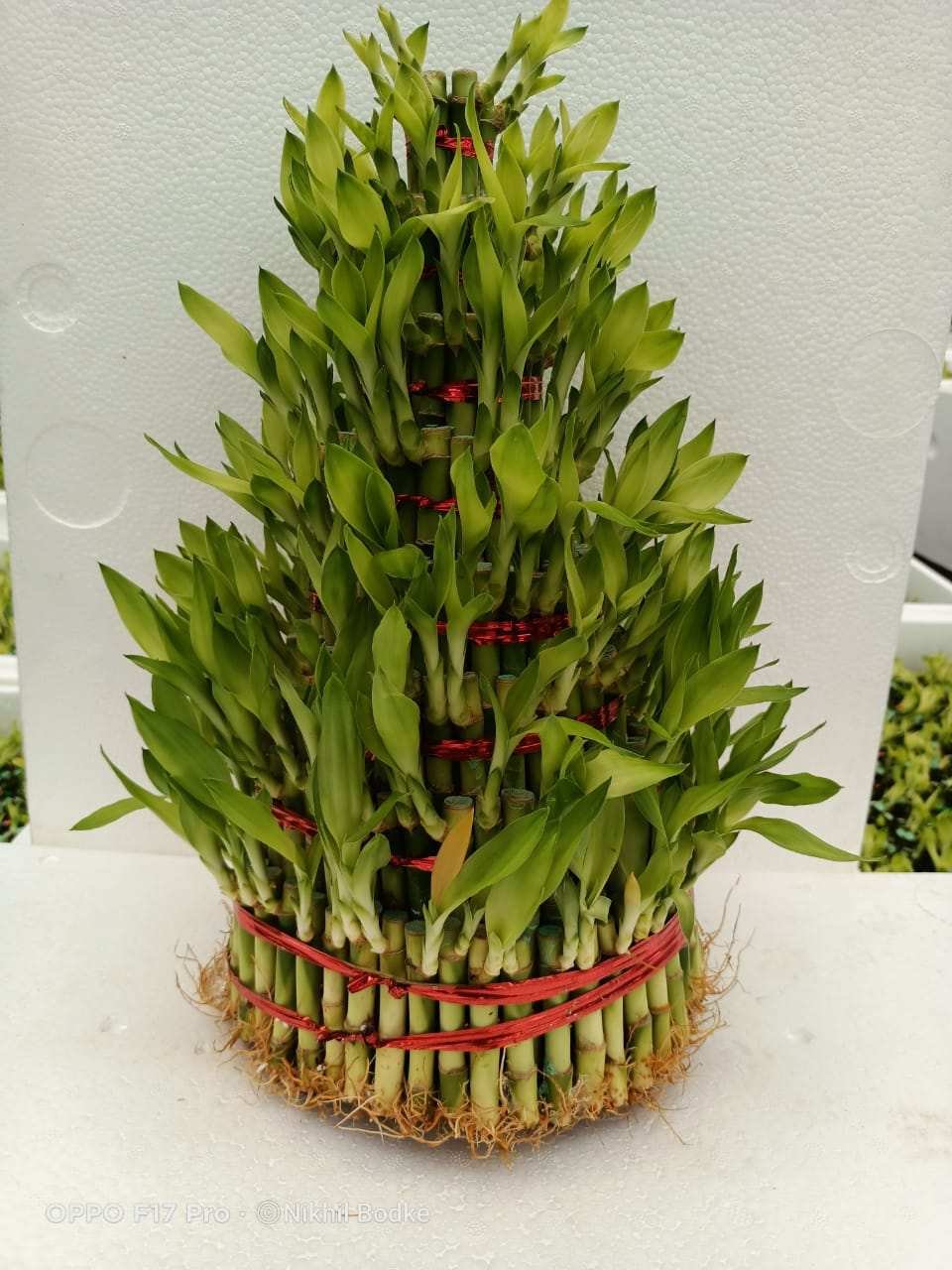 5 layer lucky bamboo-1927199770